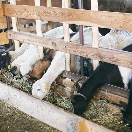 Affittacamere U Hanky Telgárt
